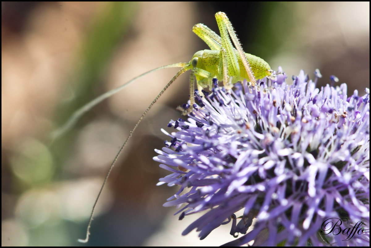 Piccolo Grillo da identificare